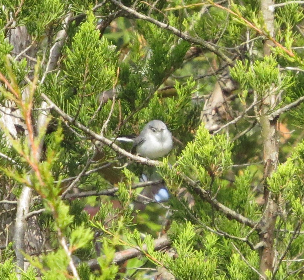 Blue-gray Gnatcatcher - ML75096861