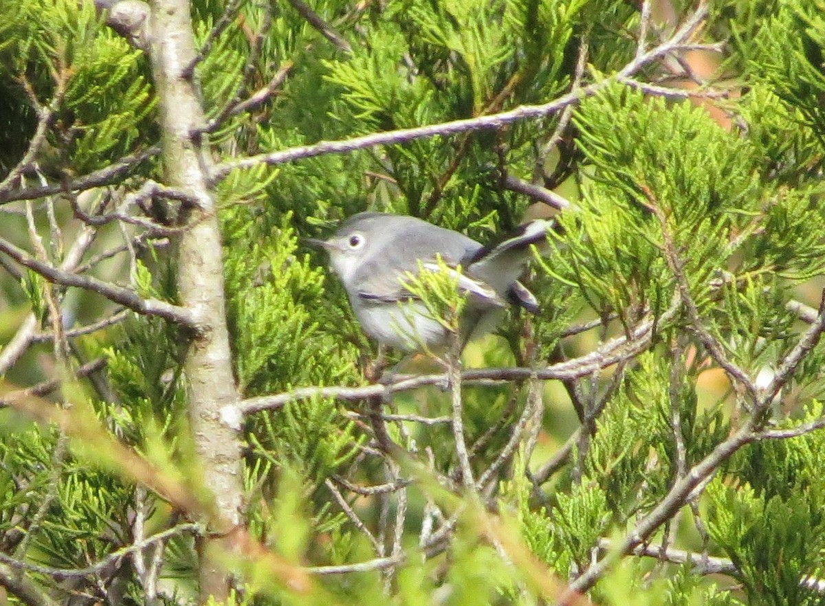 Blue-gray Gnatcatcher - ML75096871