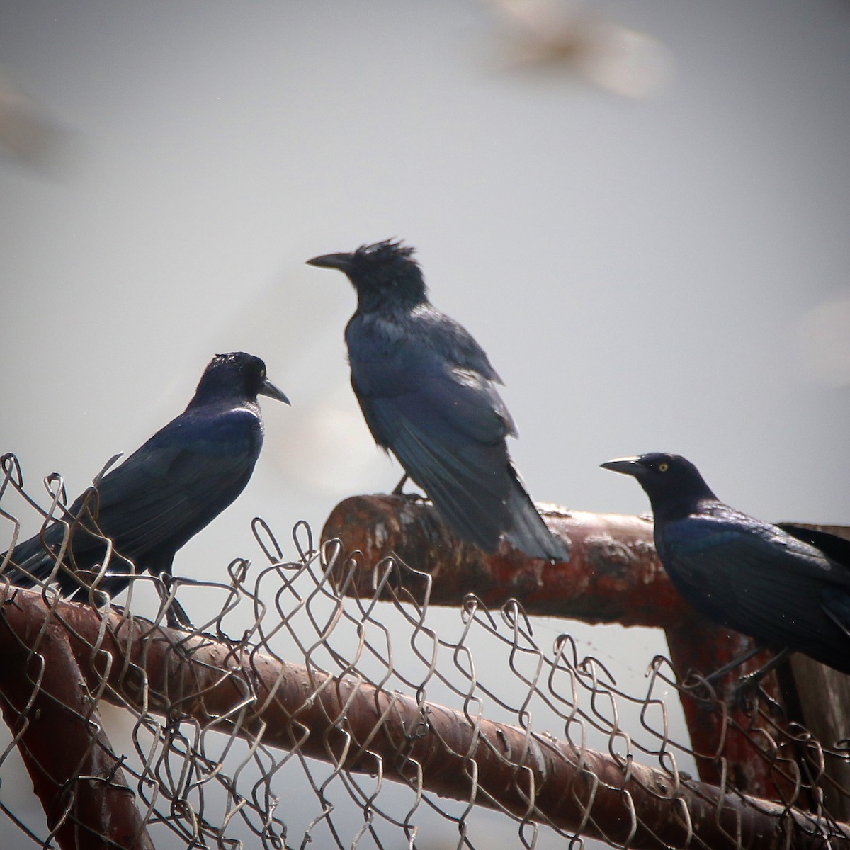 Tamaulipas Crow - ML75097791