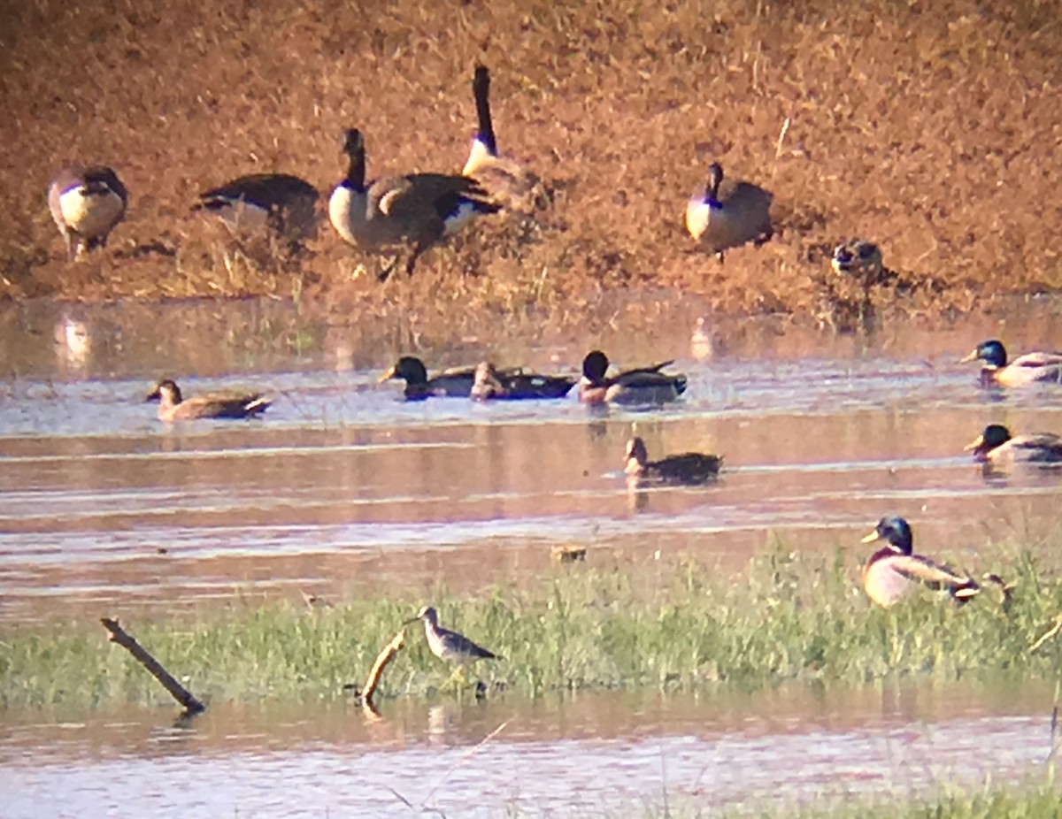 Greater Yellowlegs - ML75098481