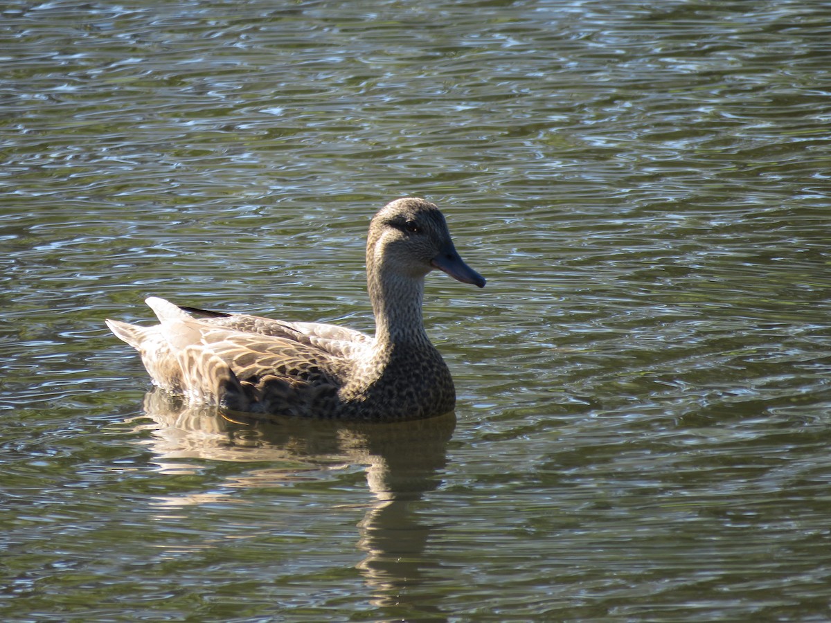 Gadwall - ML75100611