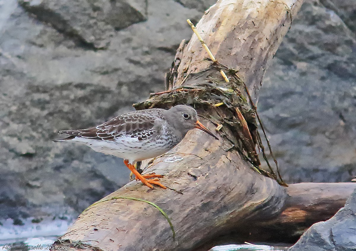 Purple Sandpiper - ML75101031