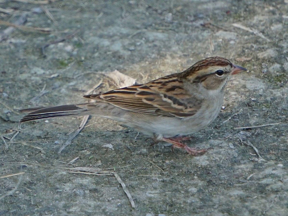 Chipping Sparrow - ML75103521