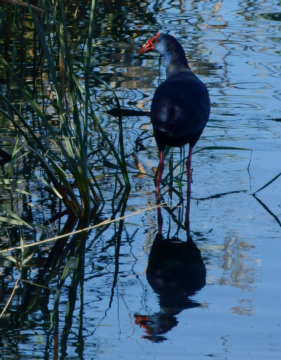 Western Swamphen - Cecilia Longo