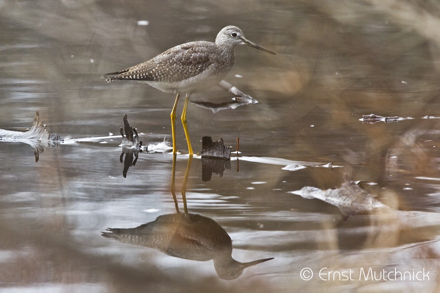 plystresnipe - ML75104651