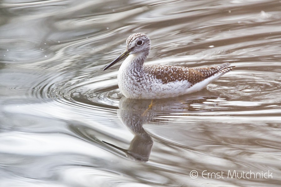plystresnipe - ML75104671