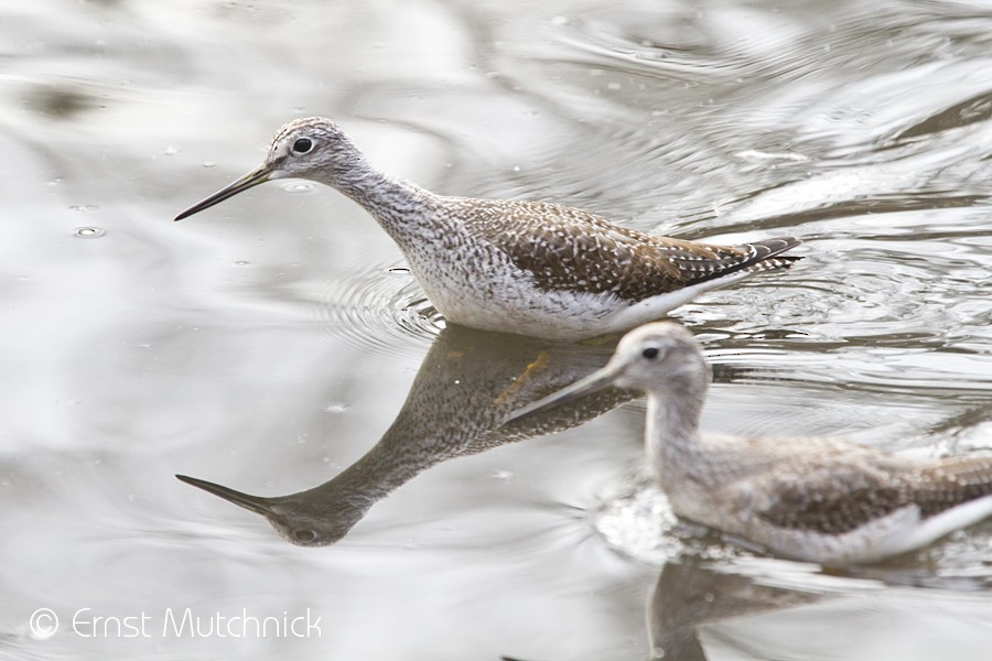 plystresnipe - ML75104691