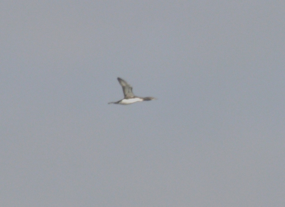 Red-throated Loon - ML75105251