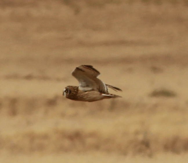 Short-eared Owl - ML75106811