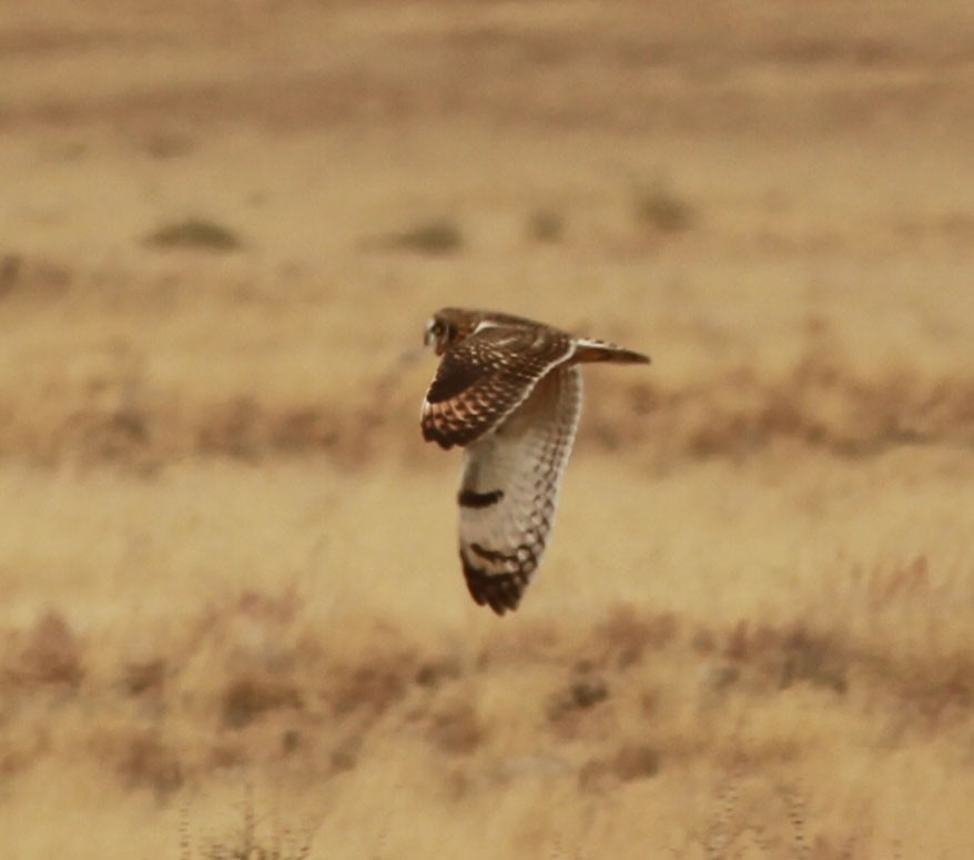 Short-eared Owl - ML75106821