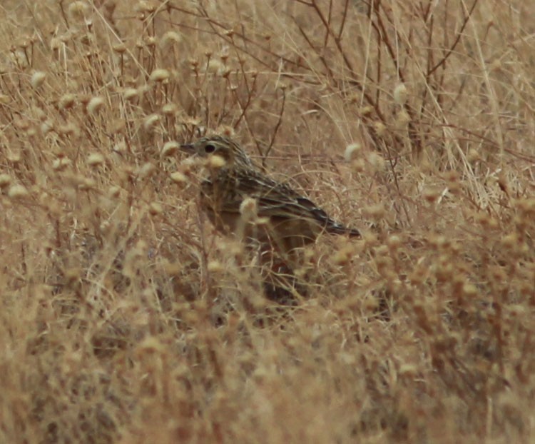 Sprague's Pipit - David Vander Pluym