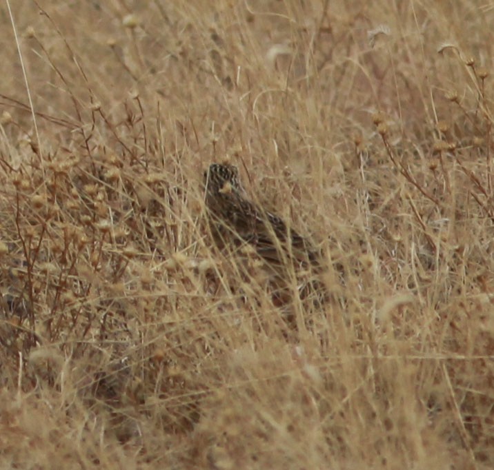 Sprague's Pipit - ML75106881