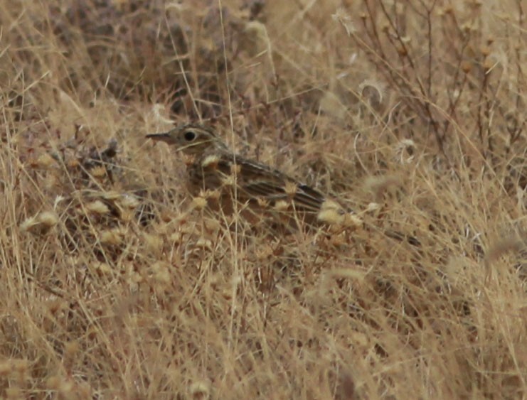 Sprague's Pipit - ML75106891