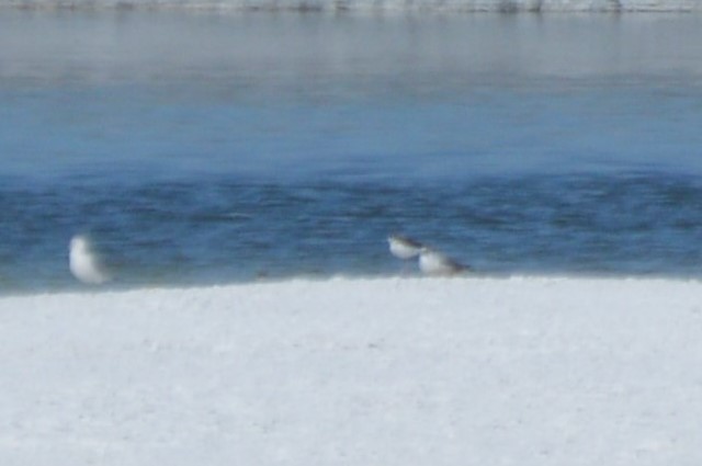 Black-necked Stilt - ML75108521