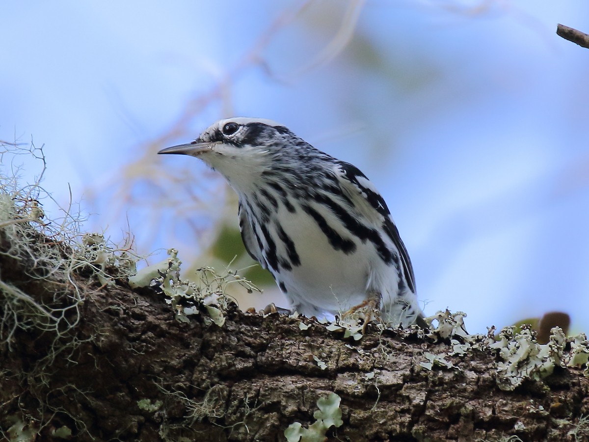 Black-and-white Warbler - Doug Beach