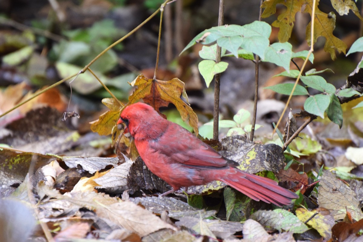 Northern Cardinal - ML75108861