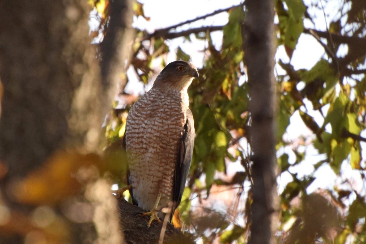 Cooper's Hawk - ML75109231