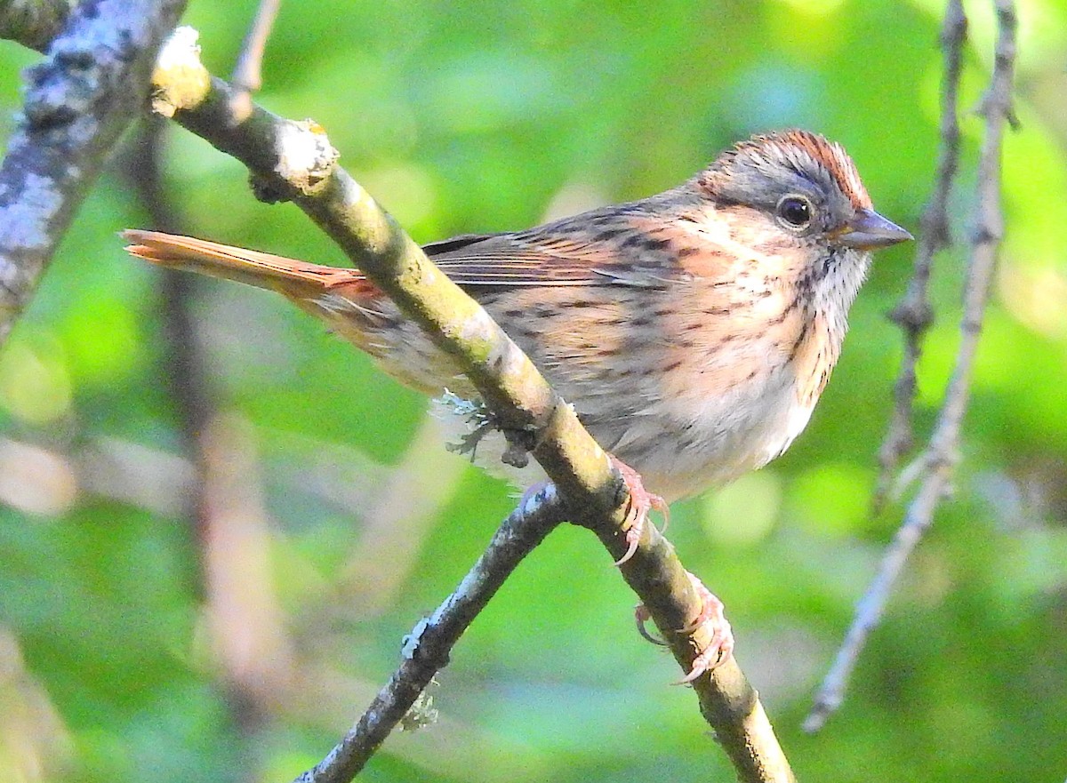 Lincoln's Sparrow - ML75110411