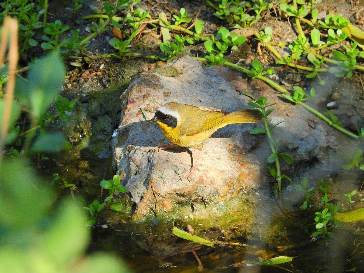 Paruline masquée - ML75110781