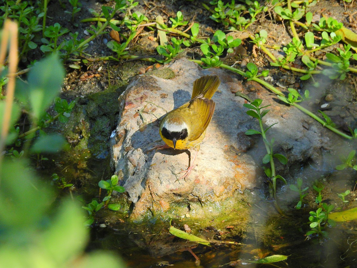 Common Yellowthroat - ML75110791