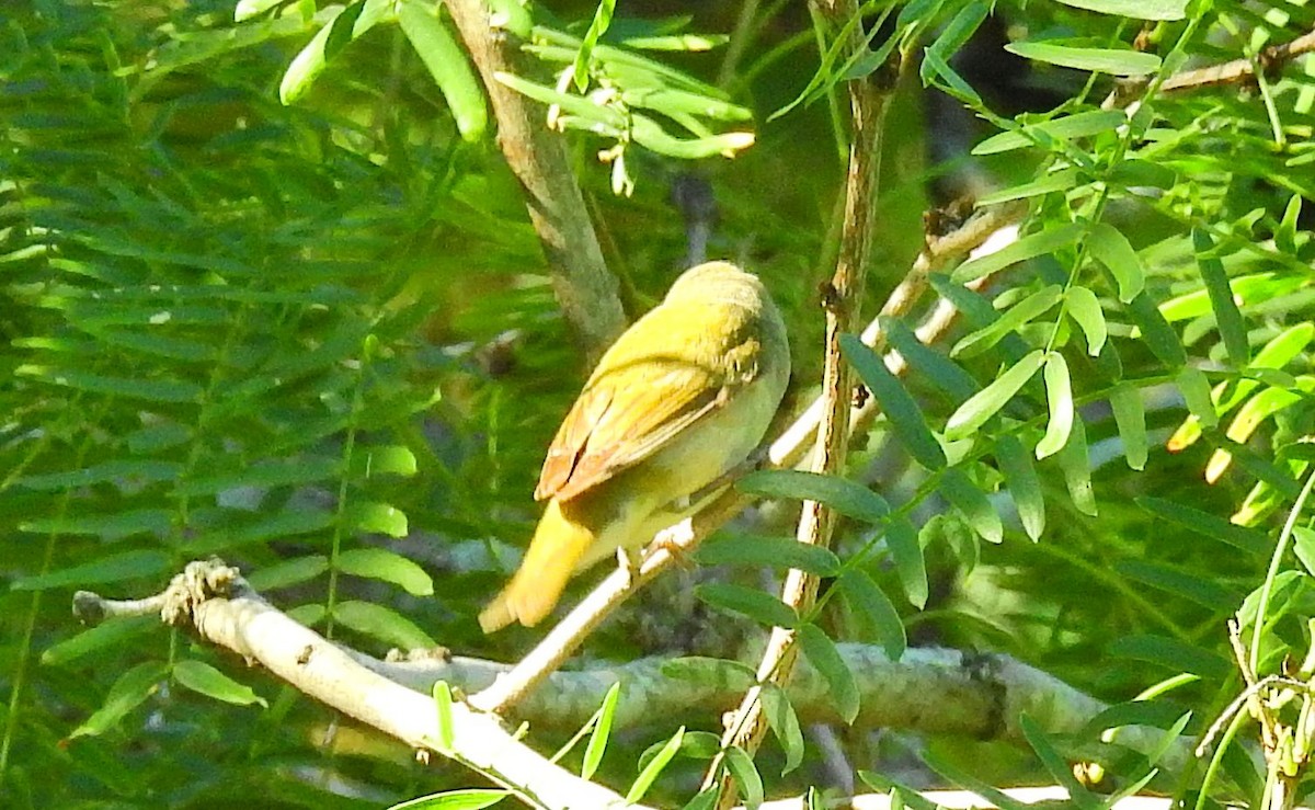 Wilson's Warbler - ML75110881