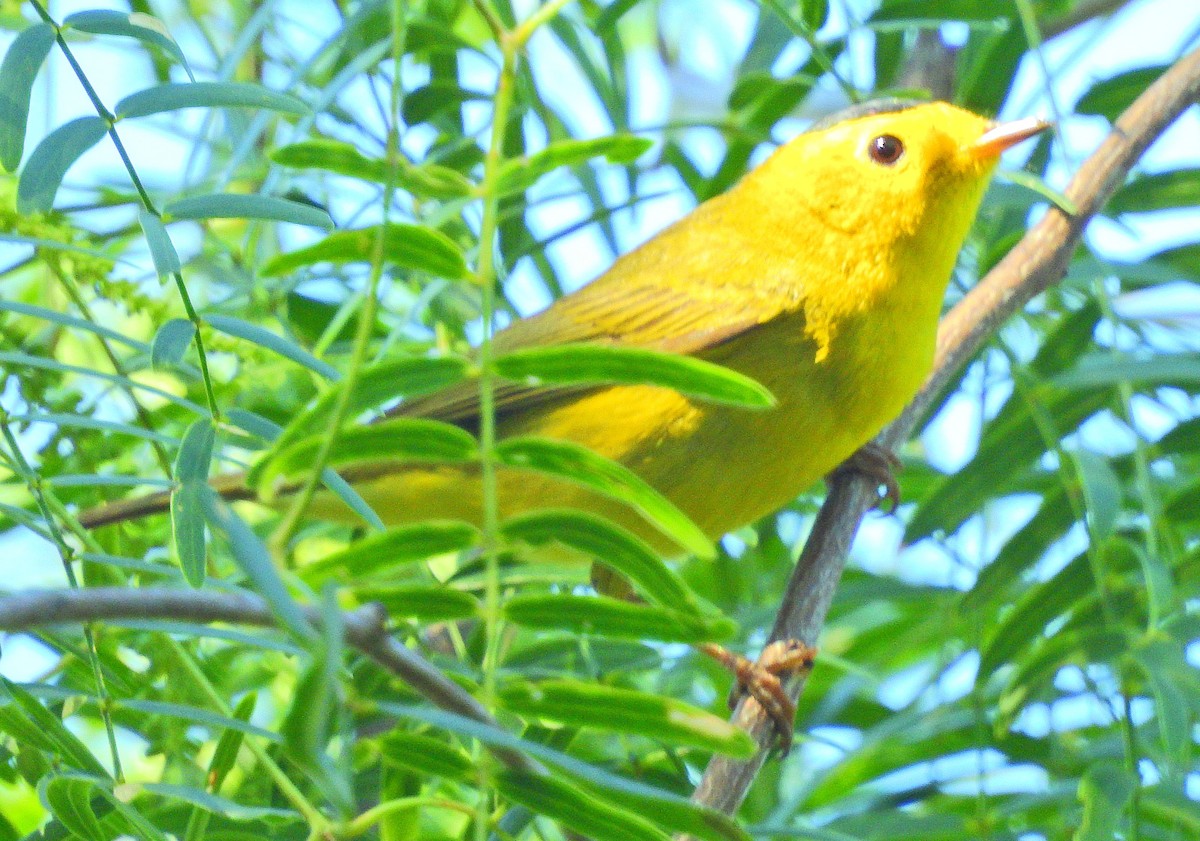 Wilson's Warbler - ML75110901