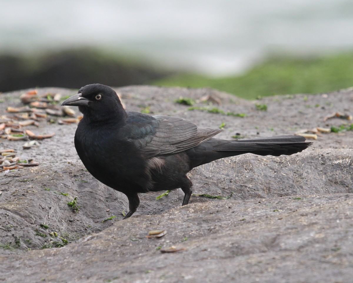 Boat-tailed Grackle - Jeff Shenot