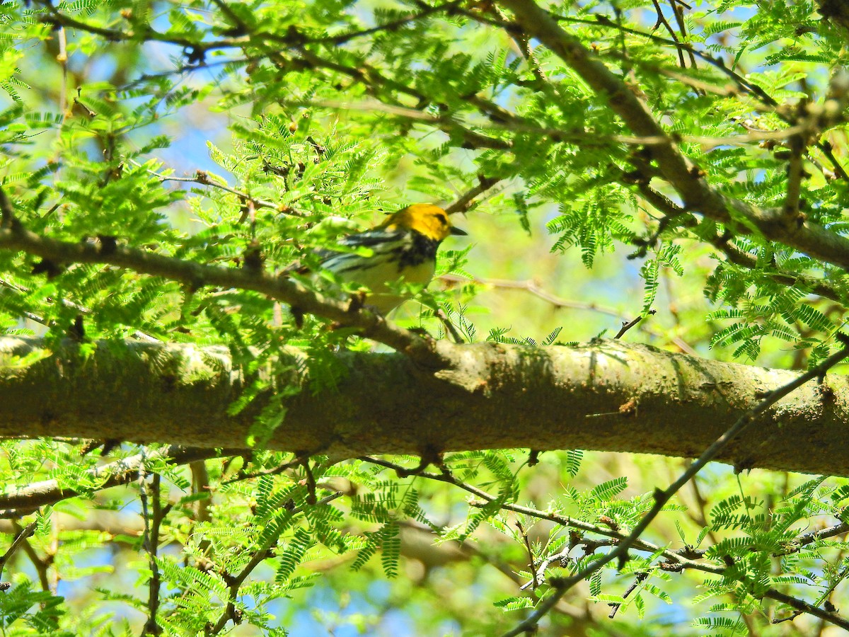 Black-throated Green Warbler - ML75112051