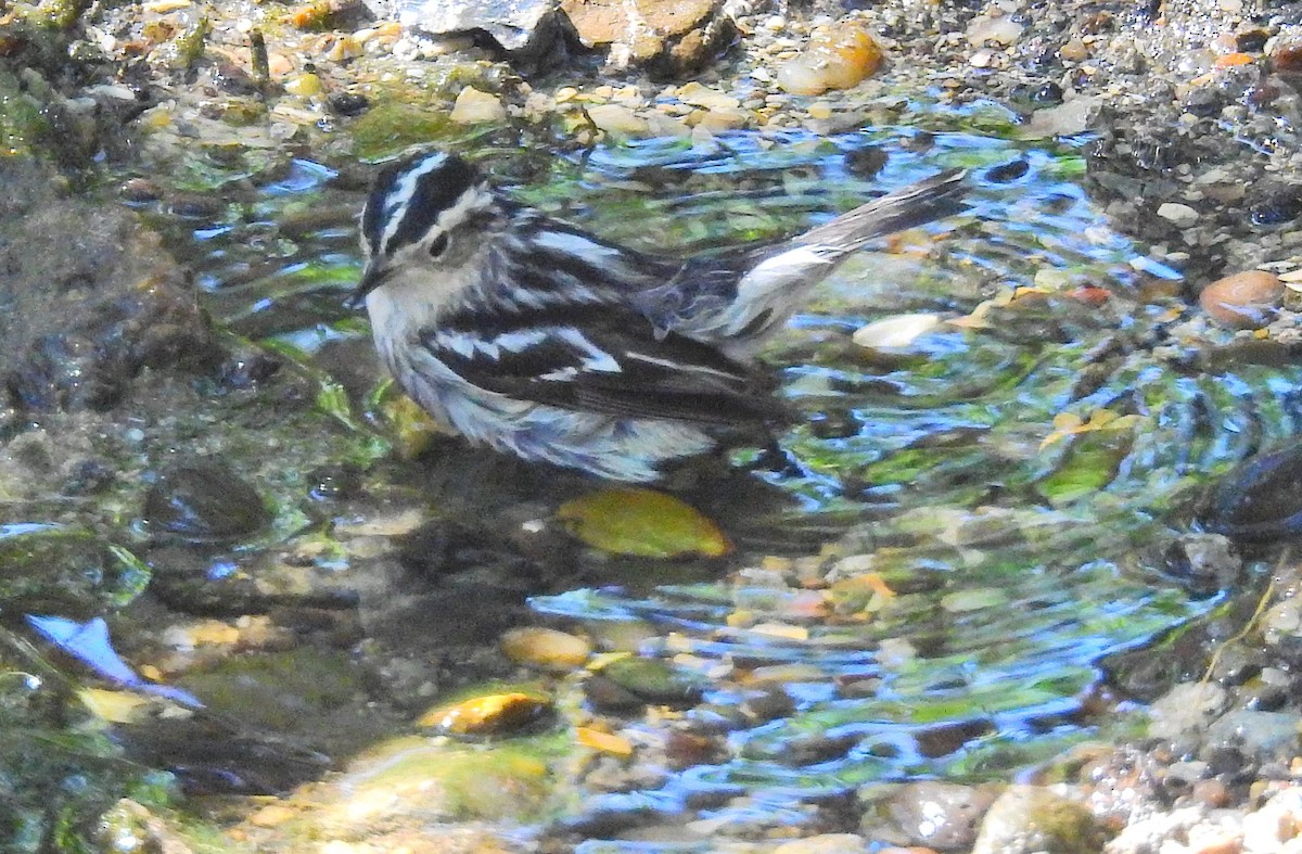 Black-and-white Warbler - ML75112271