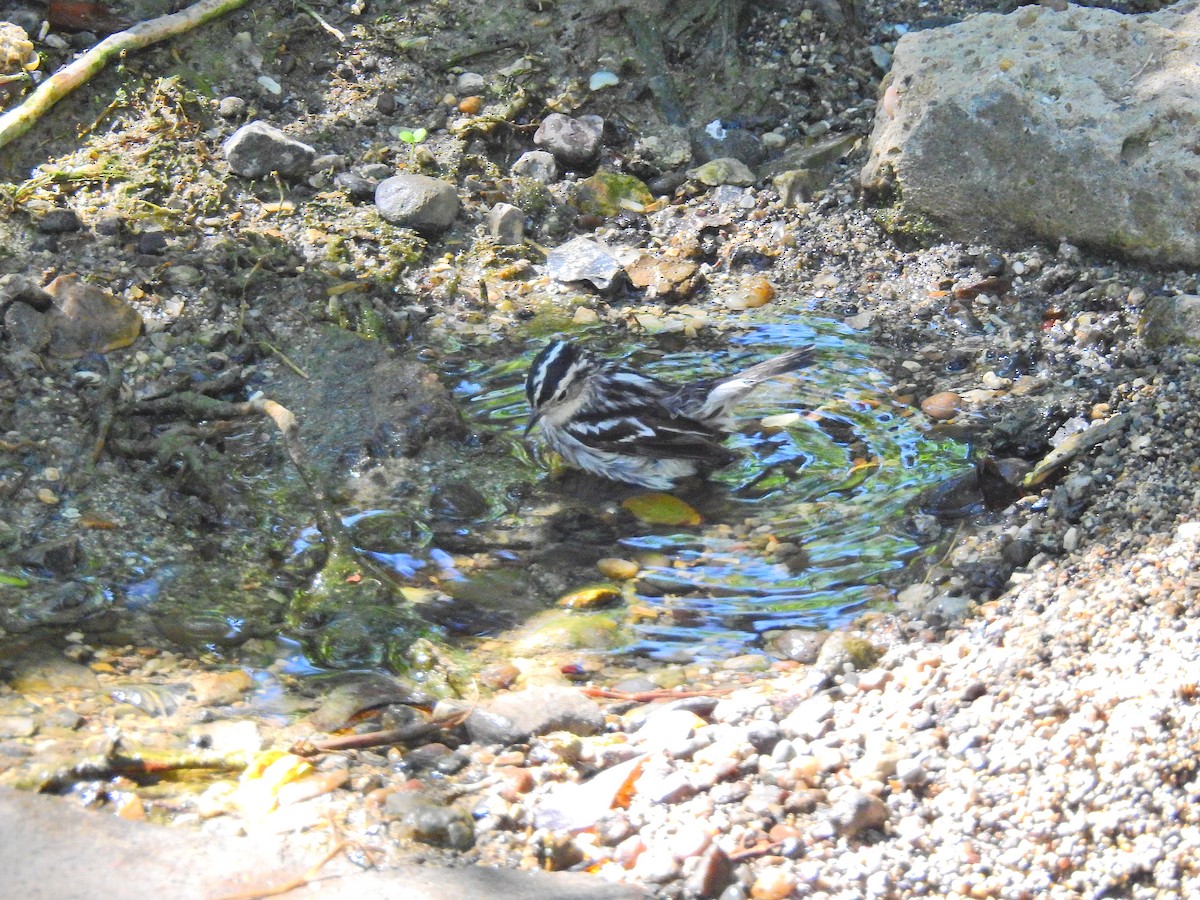 Black-and-white Warbler - ML75112331