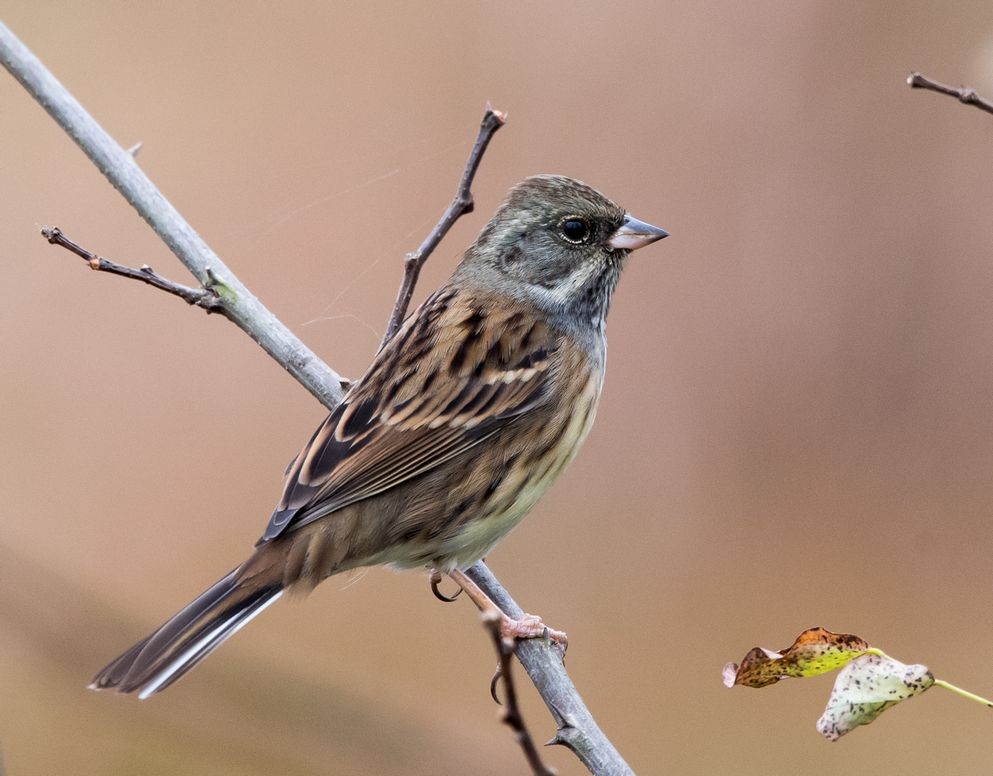 Black-faced Bunting - ML75112571