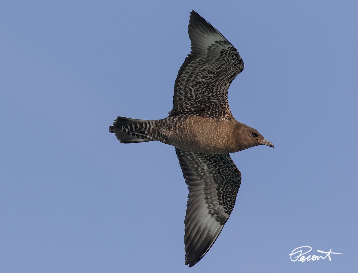 Pomarine Jaeger - Paul Poronto