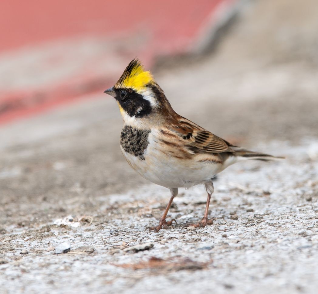 Yellow-throated Bunting - ML75113261