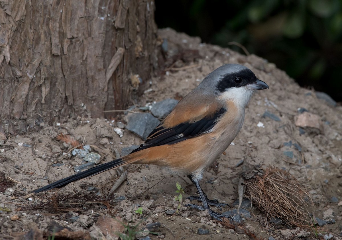 Long-tailed Shrike - ML75113491