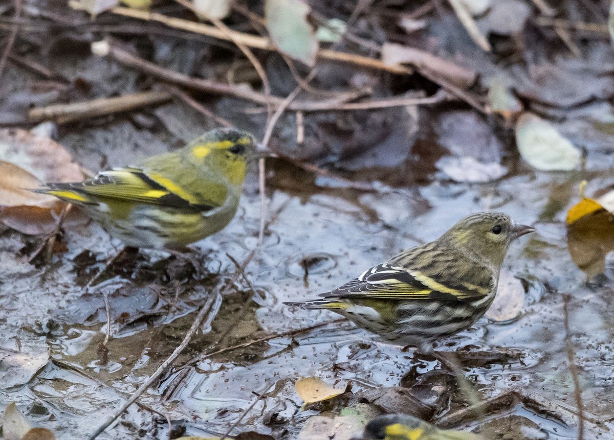 Eurasian Siskin - Kai Pflug