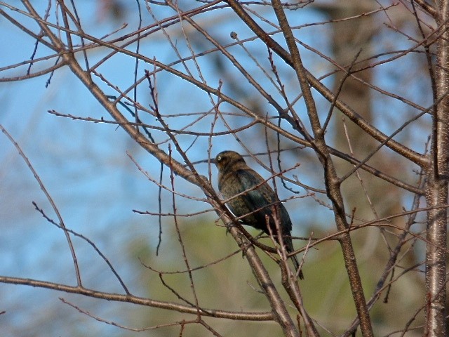 Rusty Blackbird - ML75115561