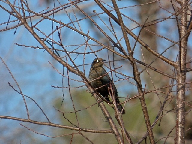 Rusty Blackbird - ML75115571