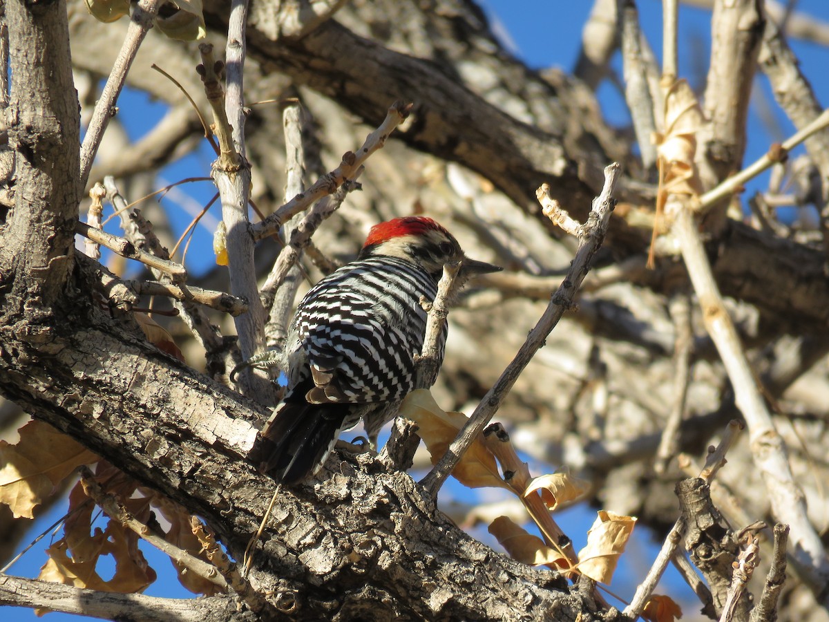 Ladder-backed Woodpecker - ML75115951