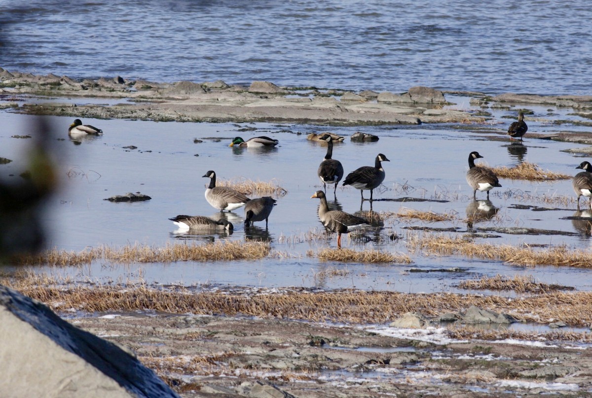 Greater White-fronted Goose - Albini Couture