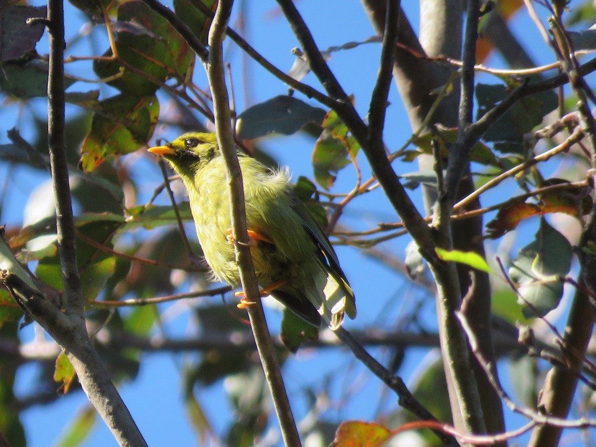 Bell Miner - ML75119031