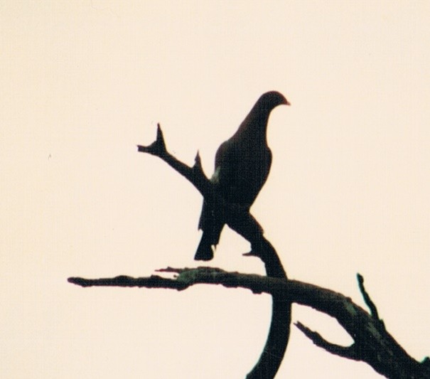 holub středoamerický - ML75119461