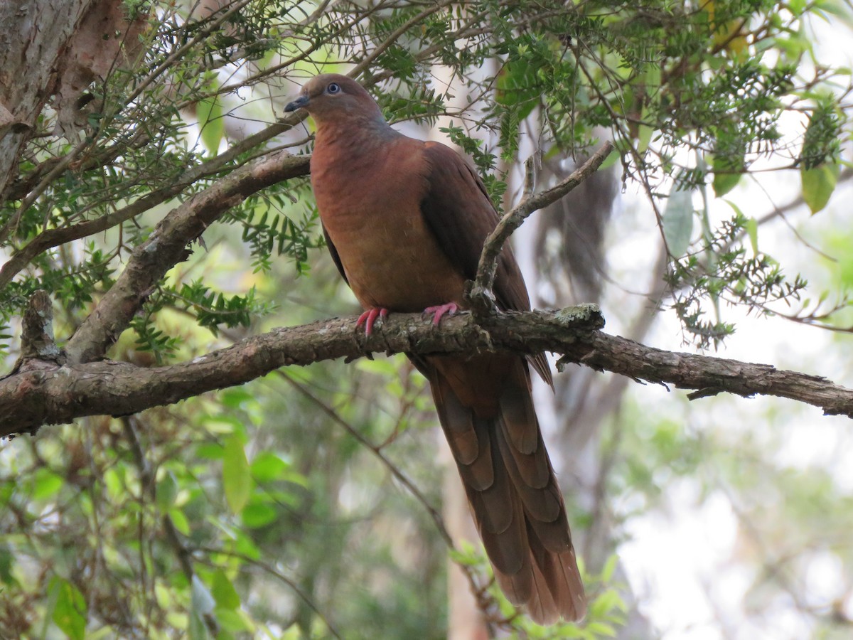 Brown Cuckoo-Dove - Jennifer Smith