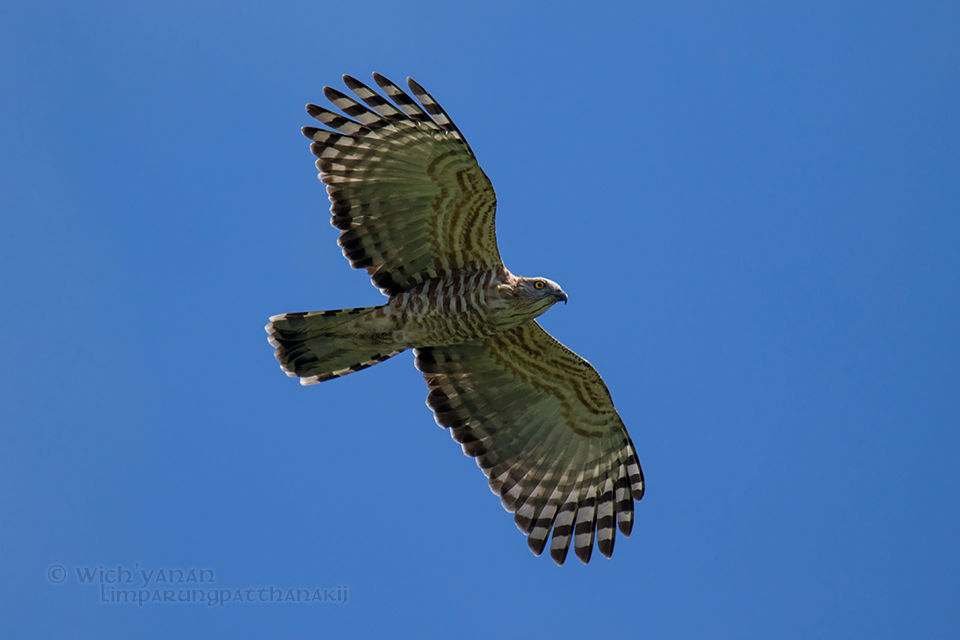 Jerdon's Baza - Wich’yanan Limparungpatthanakij
