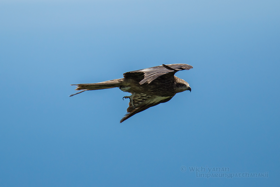 黑鳶(黑耳) - ML75120501