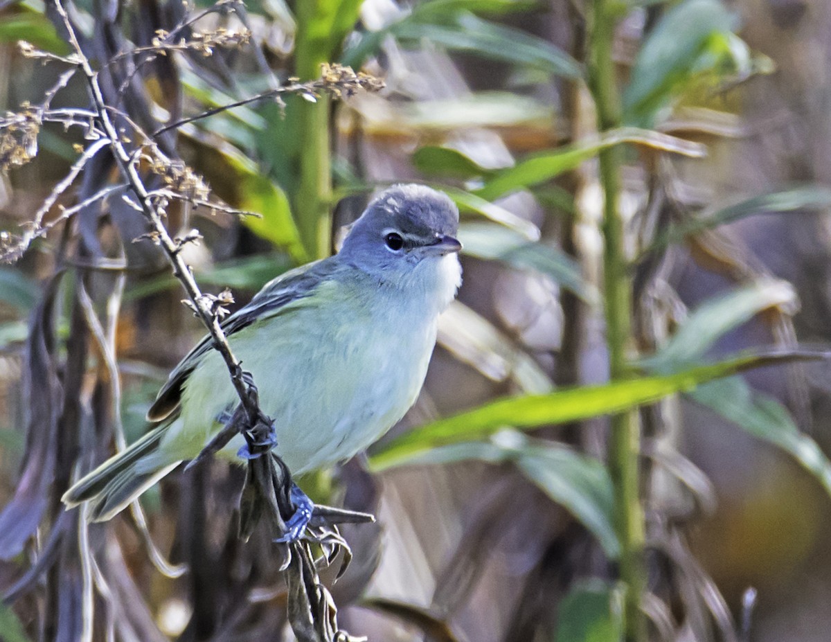 Bell's Vireo - ML75122241