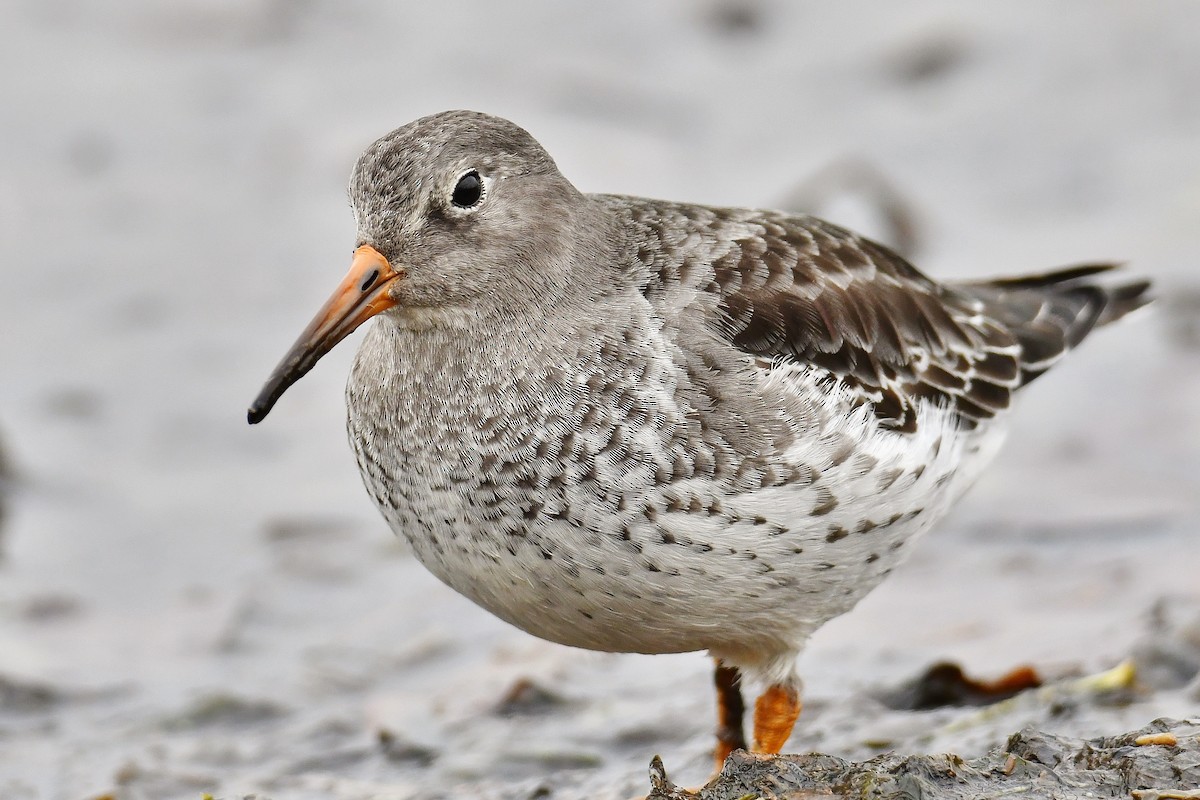 Purple Sandpiper - ML75123441