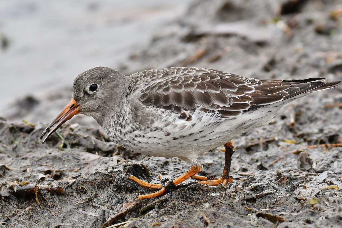 Purple Sandpiper - ML75123451