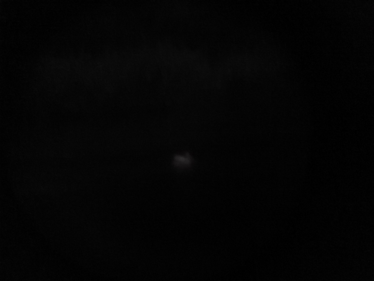 Пелікан рогодзьобий - ML75124611