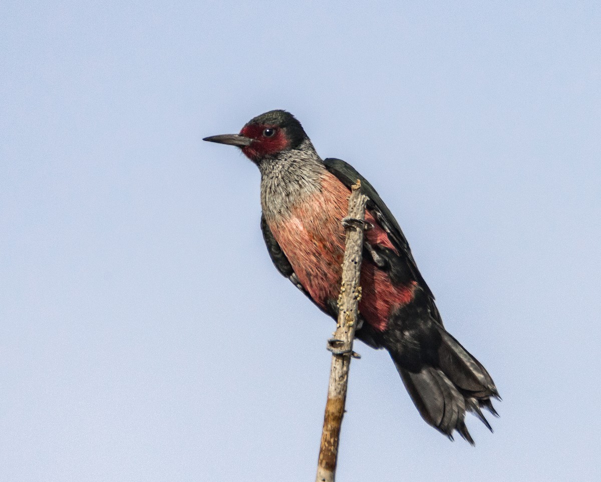 Lewis's Woodpecker - ML75125881