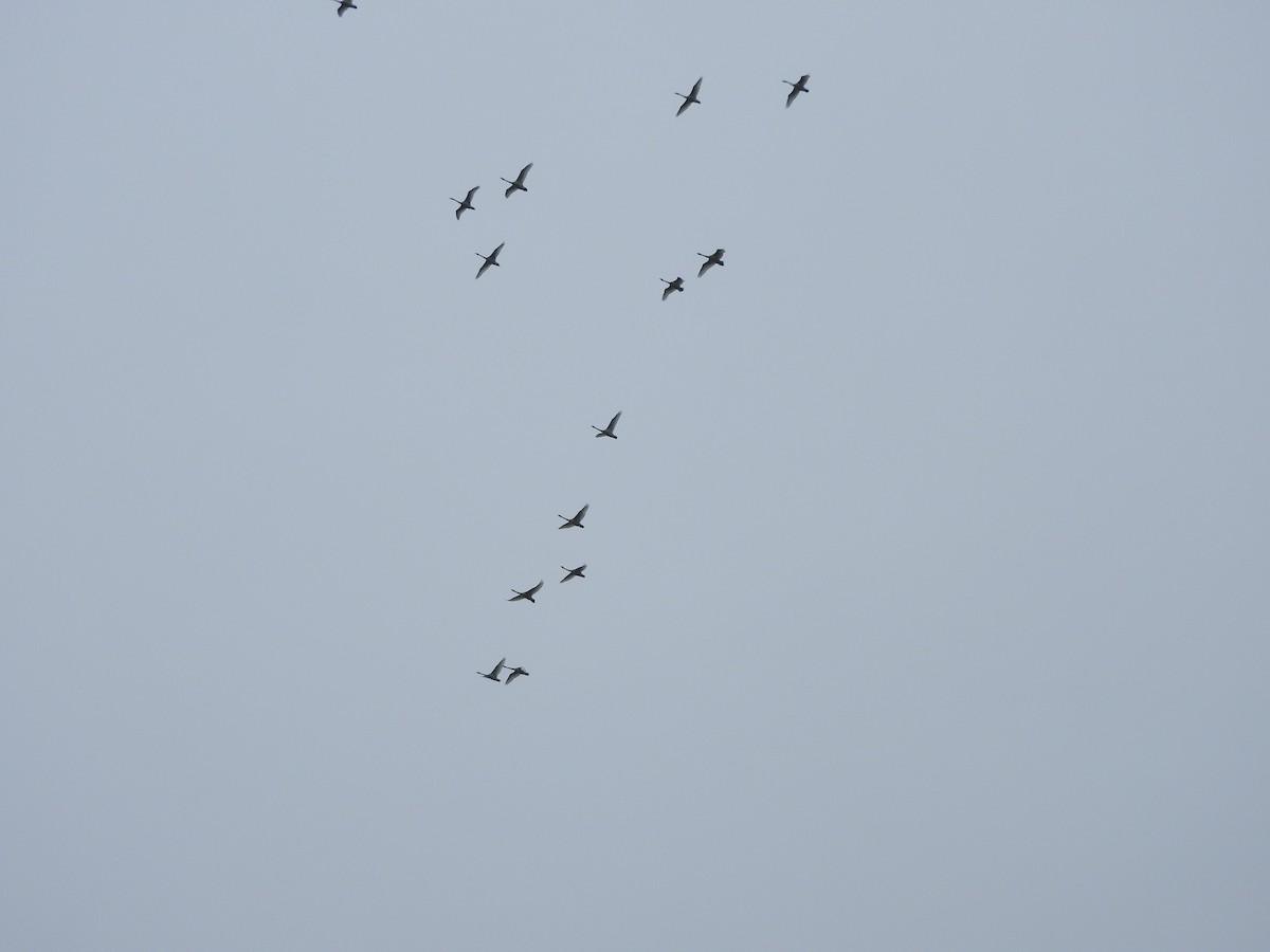 Tundra Swan - ML75126311